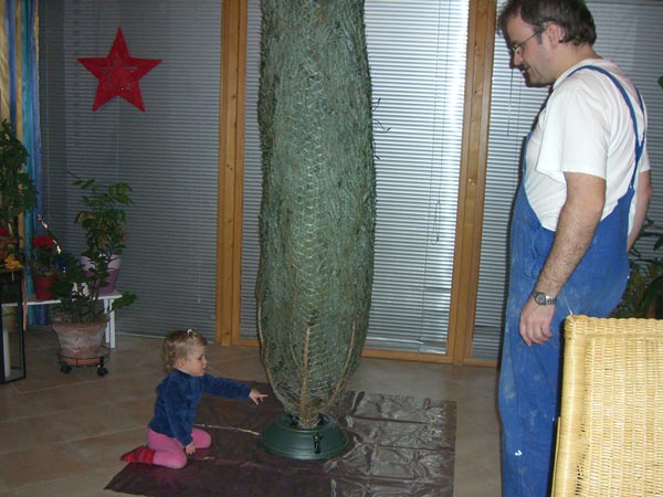 Weihnachtsbaum aufstellen mit Papa